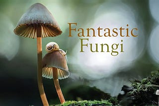 Fantastic Funghi!