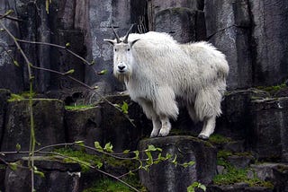 Mountain goat