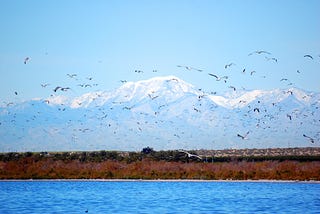 Protecting the Pacific Flyway