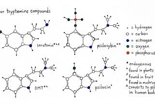 Unraveling the Biological Underpinnings of Psychedelics