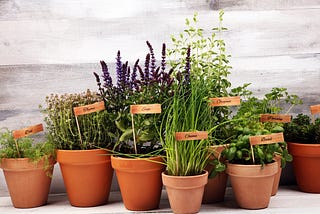 Get More Flavor for Less Money — Grow These Five Herbs Indoors