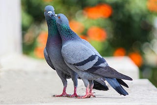 Bird Song