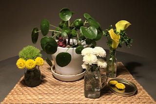 a still life photo of coin plant in white plot, surrounded by several other small vases of yellow, green, and white flowers.