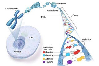 The Future of Cancer Treatments