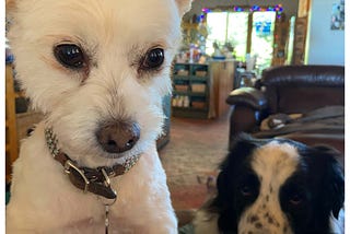 What is it with Little Dogs?