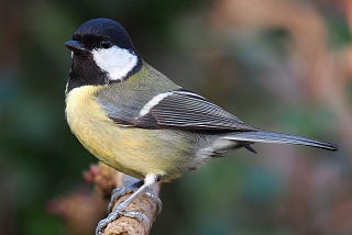 Pet Flea Treatments Are Poisoning Wild Birds: Study