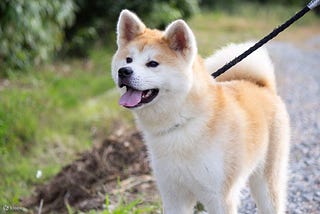 Akita Chow Mix: The Perfect Blend of Loyalty and Comfort