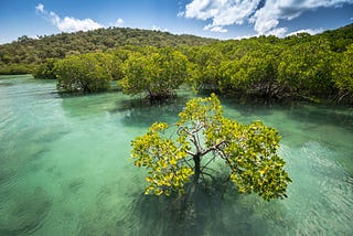 5 reasons why mangroves are great for the planet