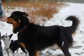 Dog Knee Braces for Young Dogs: Early Intervention and Prevention