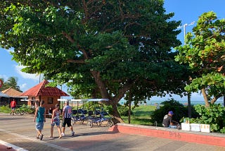 A cidade de João Pessoa e essa relação mal resolvida com as árvores