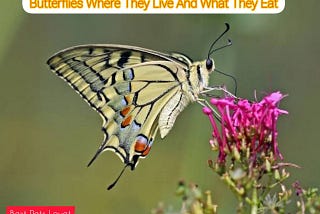 Butterflies Where They Live And What They Eat