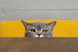 A grey and black tabby cat peeks over a dark wooden table, you can only see their pointy ears, yellow eyes and tip of their pink nose. Behind them is a yellow chair back and a grey painted brick wall beyond that.