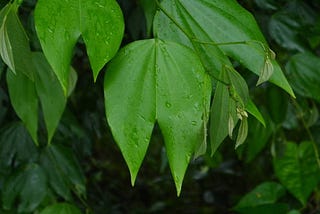 Pata de Vaca leaves