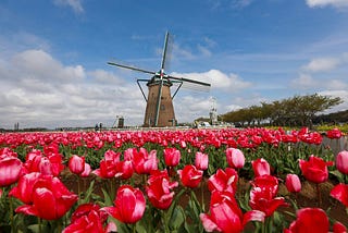 Reddish-pink tulips in foreground leading up to brown windmill with green trim against a blue sky with white clouds.