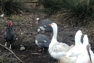 Geese, chickens, ducks and guinea hens standing outside. Photo by Caran Jantzen. All rights reserved.