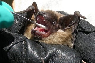 Extremely rare case of death from bat rabies in France