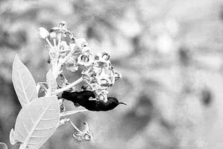 The songs of sunbirds know no colour