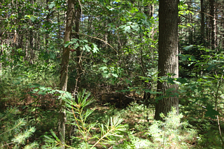 Favoring Forests in Massachusetts
