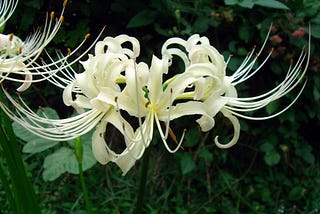 Reflections on a Flower