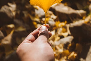 Person holding yellow gingko leaf in the autumn
