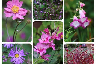 My Little Garden 28th Sept 2024