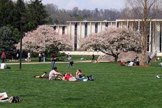 A university quad with students, and two flowering crab apple trees in front of the library