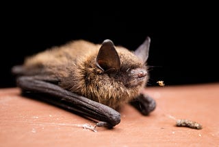 Little Brown Bats