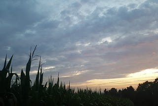 Cornstalks silhouetted against pinkish blue clouds and an orange sliver of sunset