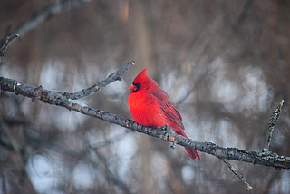 A red cardinal bird sitting on a tree branch.