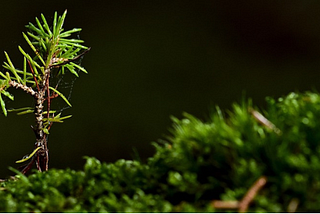 A photograph of a conifer seedling growing in moss