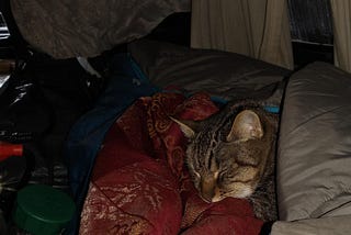 My cat, asleep on my lap, head peeking out from under the blanket.