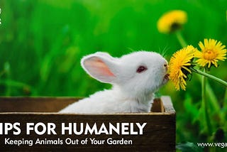 Humanely Keeping Animals Out Of The Garden