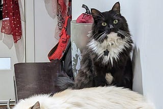 Tuxedo cat and Ragdoll cat hanging out together the tuxedo looks surprised the ragdoll looks relaxed