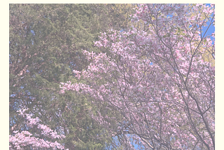 100 Days: Gratitude and Grace Given