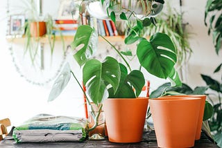 How plants can vastly improve your mental health