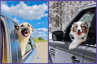 Pet Relocation During Summer and Winter: Weather-Related Tips and Precautions