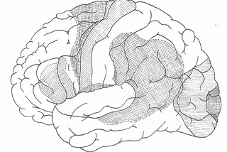 Black-and-white sketch of a human brain as seen from the side, with some parts of it shaded.