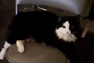 How Well Do You Know Your Cat?