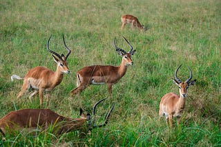 4-Day Tanzania Private Safari
Serengeti, Ngorongoro Crater, and Tarangire