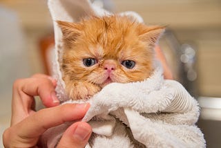 Kitten fresh from a bath