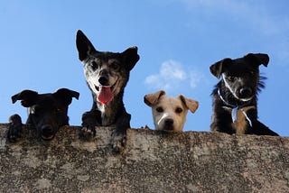 You should love a dog, regardless of breed