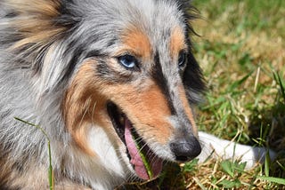 Why Do Dogs Eat Grass? Get All the Facts