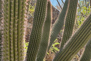 Closeup of an Oregon Pipe Cactus on a sunny day.