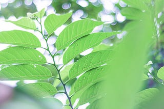 Rain droplets on some green leaves