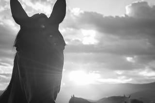 3 Easy Exercises to Keep A Bored Horse Happy