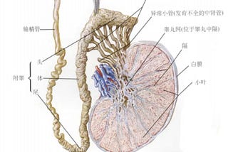 梗阻性無精子症(obstructive…