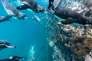 Galapagos penguins swimming underwater.