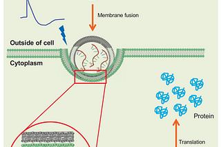 Delivering mRNA by shocking lipid nanoparticle to fuse with cancer cells