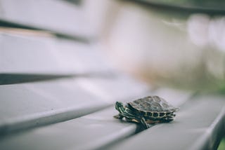 Turtle’s Check-Up: A Hospital Odyssey in Chromatography