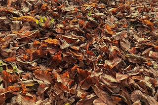 Fall Walks